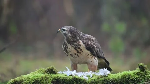 Common buzzard eats a woodpigeon with a jay in the background Stock Footage 138883533