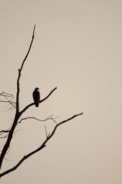 Common buzzard on a eucalyptus tree. Stock Photos