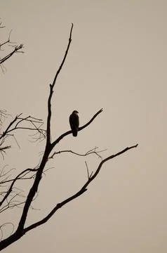 Common buzzard on a eucalyptus tree. Stock Photos