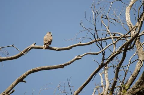 Common buzzard on a eucalyptus tree. Stock Photos