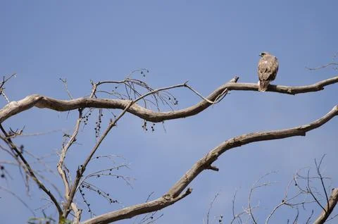 Common buzzard on a eucalyptus tree. Stock Photos