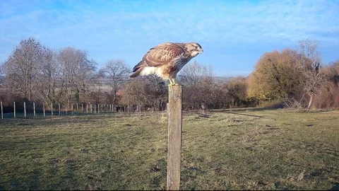 Common buzzard feeding Stock Footage 225082497