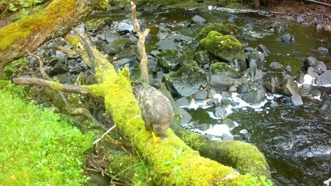 Common Buzzard Feeding on Frog on Mossy Log, Isle of Skye Stock Footage 341252988