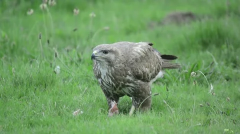 Common buzzard feeding outdoors Stock Footage 49028788