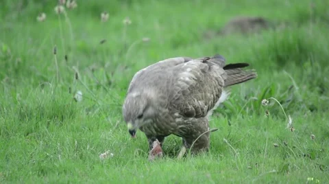 Common buzzard feeding outdoors Stock Footage 49028955