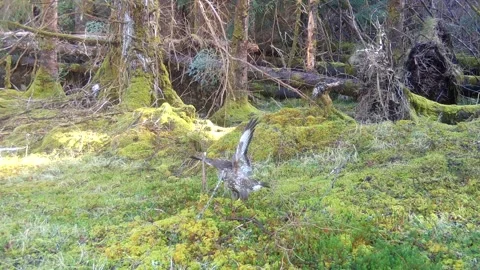 Common Buzzard Feeding on Worm in Forest, Isle of Skye Stock Footage 336546746