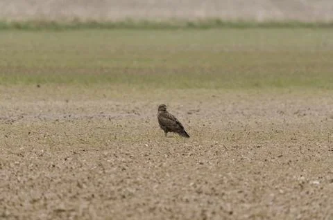 Common buzzard in a field Stock Photos