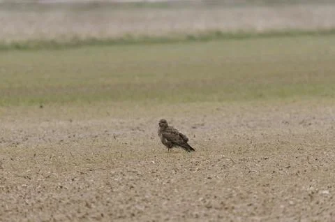 Common buzzard in a field Stock Photos