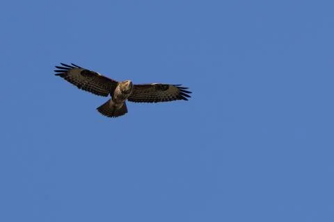 Common Buzzard in flight against a blue sky, Dublin Stock Photos