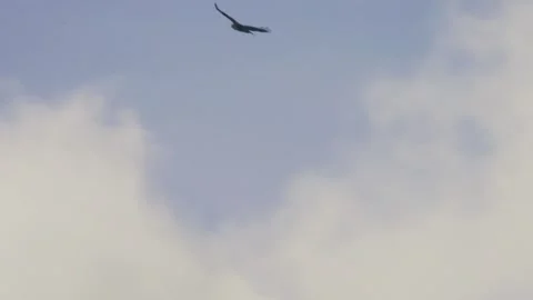 Common buzzard in flight against sky slow motion wildlife UK Stock Footage 333919179