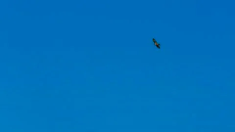 Common buzzard in flight against the sky Stock Photos