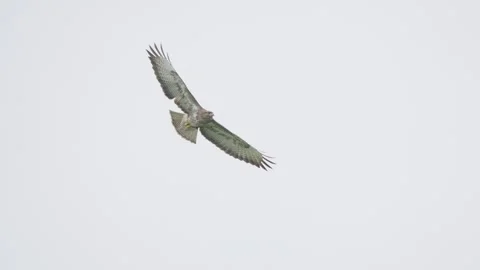 Common buzzard in flight, bird of prey flying in sky Stock Footage 344202536