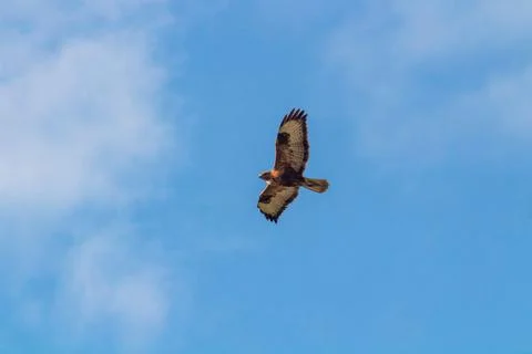 Common Buzzard in flight with blue sky in the background Stock Photos