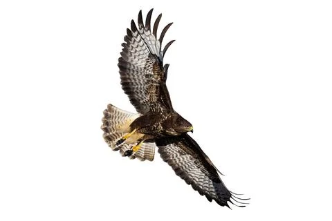 Common buzzard in flight isolated on white background Stock Photos