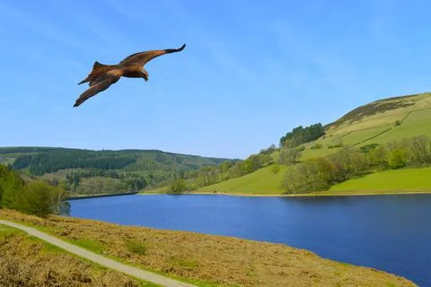 Common Buzzard in flight over Ladybower reservoir Photos