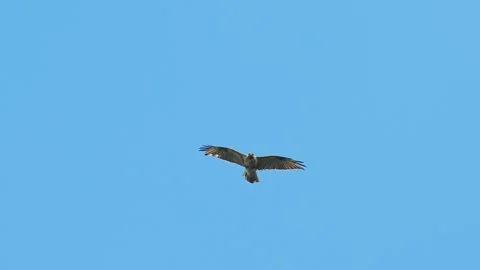 Common buzzard flight (slow motion) Stock Footage 323889523