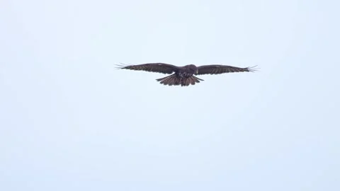 Common Buzzard Flying and Hunting Over Winter Meadow in Windy Morning Light.. Stock Footage 343556749