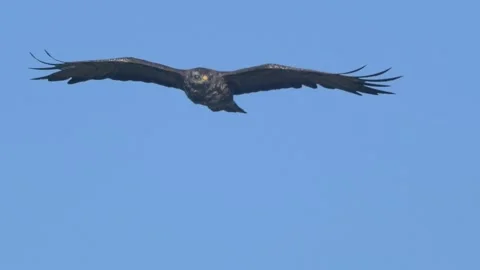 Common buzzard. Flying bird. Buteo buteo. Stock Footage 94099759