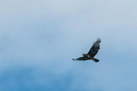 A common buzzard flying cloudy sky Stock Photos
