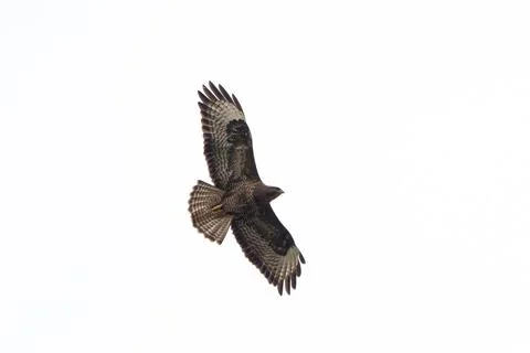 Common Buzzard Flying High Stock Photos