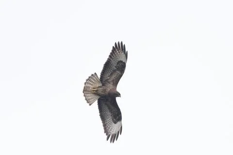 Common Buzzard Flying High Stock Photos