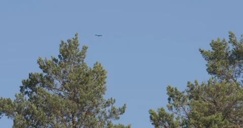 The Common Buzzard is flying over the trees Stock Footage 89644361