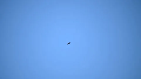 Common buzzard flying on the sky. Bird of prey. Stock Footage 315582521
