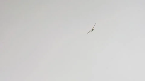 Common buzzard flying in sky slow motion UK bird of prey Stock Footage 332741658
