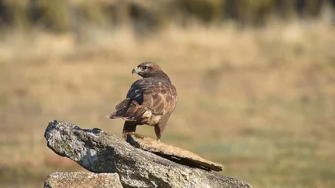 Common Buzzard Stock Footage 88795074