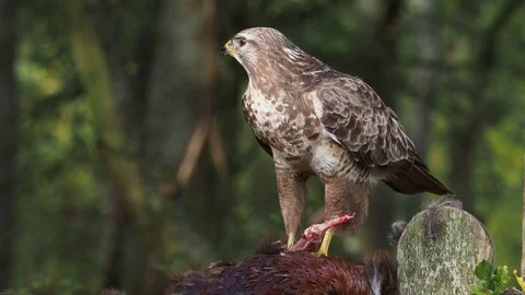 Common buzzard Stock Footage 98646877