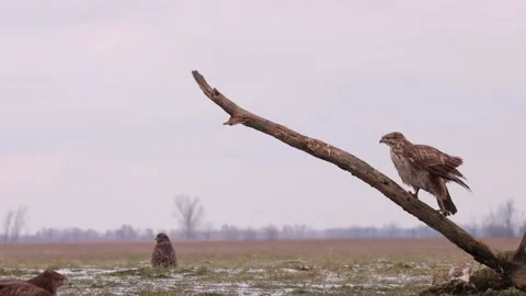 Common buzzard Stock Footage 146852202