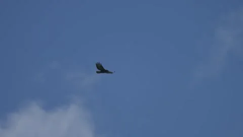 Common buzzard gliding above clouds with wide wingspan, raptor scanning ground Stock Footage 334325606