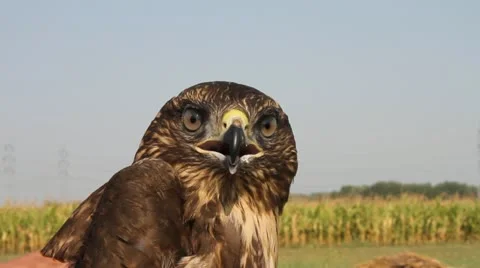 Common Buzzard head, Buteo buteo Video stock 12093468