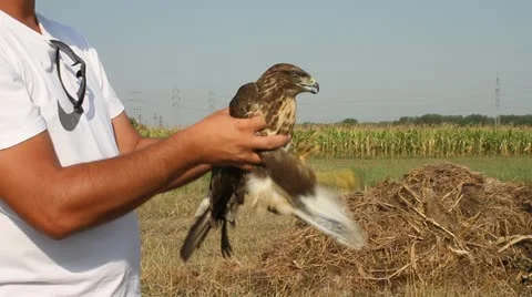 Common Buzzard held in hand, Buteo buteo Video stock 12093476