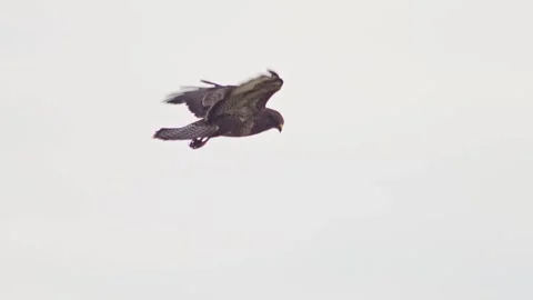 Common Buzzard Hovering in Flight While Searching for Prey, Rttelflug Hunti.. Stock Footage 343607988