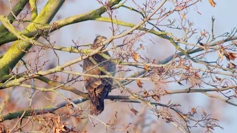 Common Buzzard Hunting at Forest Edge in Winter Morning Light | 4K Wildlife Stock Footage 341312937
