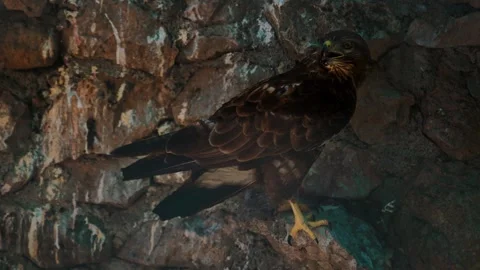 Common buzzard with injured wing in stone sanctuary enclosure attempting to Stock Footage 343895213