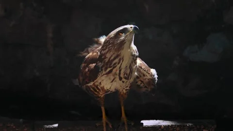 Common buzzard with injured wing in stone sanctuary enclosure attempting to Stock Footage 343895249