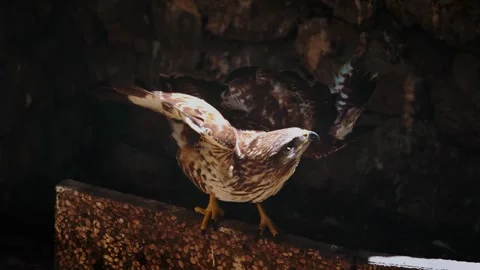 Common buzzard with injured wing in stone sanctuary enclosure attempting to Stock Footage 343895265