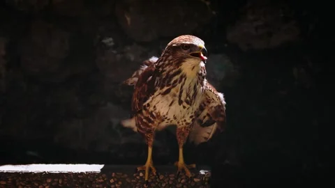 Common buzzard with injured wing in stone sanctuary enclosure attempting to Stock Footage 343895274