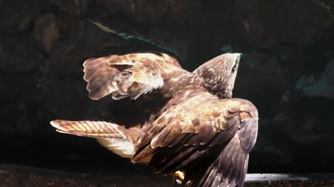 Common buzzard with injured wing in stone sanctuary enclosure attempting to Stock Footage 344235508