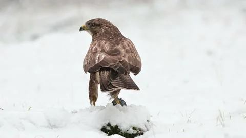 Common buzzard with killed prey on forest meadow in snow Stock Footage 198354474