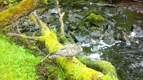 Common Buzzard Lands And Starts Feeding on Frog by River, Isle of Skye Stock Footage 341253409