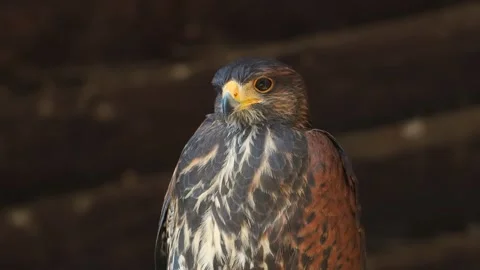 Common Buzzard looking in different directions slow motion Stock Footage 306758842