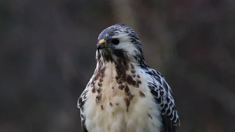 Common buzzard is looking, head portrait Stock Footage 91857949