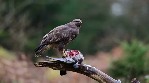 Common buzzard looks and eating a dead wood pigeon on the branch Stock Footage 205000104