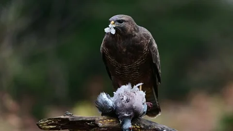 Common buzzard looks and pluck a dead wood pigeon in the rain Stock Footage 204999656