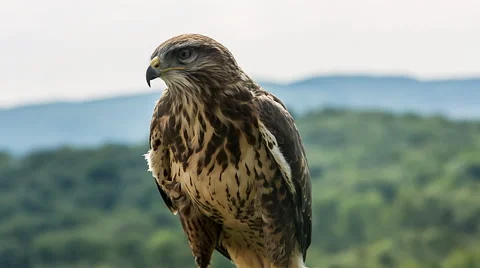 Common Buzzard looks for prey // HQ Stock Footage 40341778