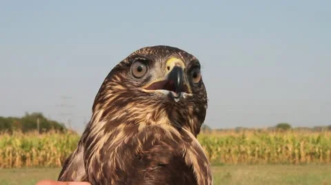 Common Buzzard macro, Buteo buteo Video stock 12093444