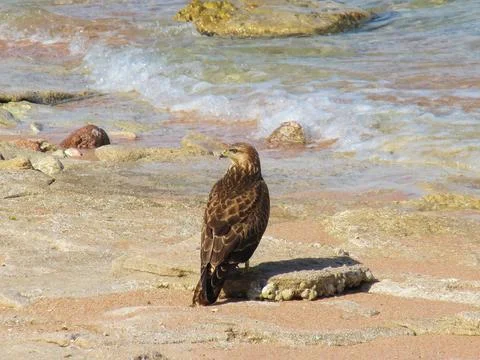 The common buzzard, a migratory bird of prey of the accipitridae family Foto stock